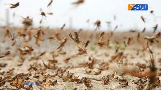 المغرب يمنح هبة لموريتانيا لدعم جهودها في مكافحة آفة الجراد